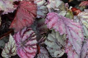 Flamenco Rex Begonia